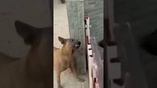 Gelagat 2 Ekor Anjing Menyalakbukak Pagar