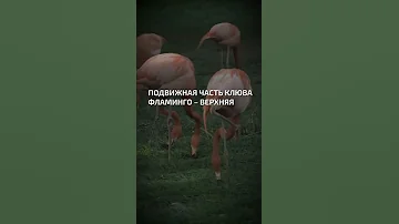 Подвижная часть клюва фламинго – верхняя  - интересные факты о птицах