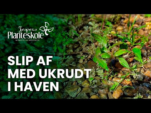 Sådan slipper du effektivt af med ukrudt