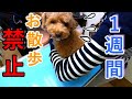 犬の様子がいつもと違うので病院に行ったら1週間お散歩NGになった話。【トイプードル】