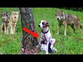 Волки хотели разодрать на части привязанную собаку к дереву со щенками. Но услышав выстрел егеря...