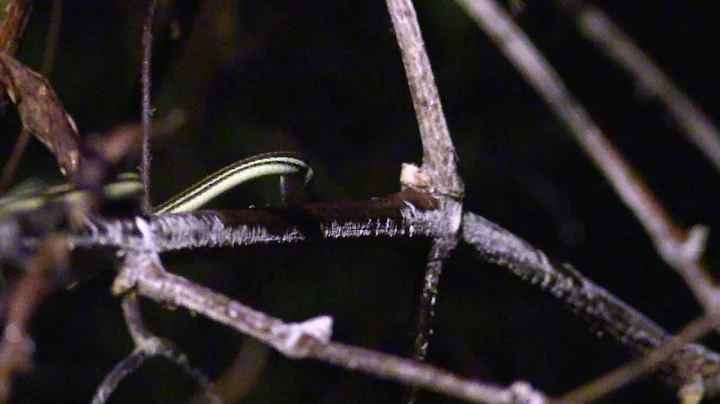 Texas Wild: Ribbon snake drinking dew