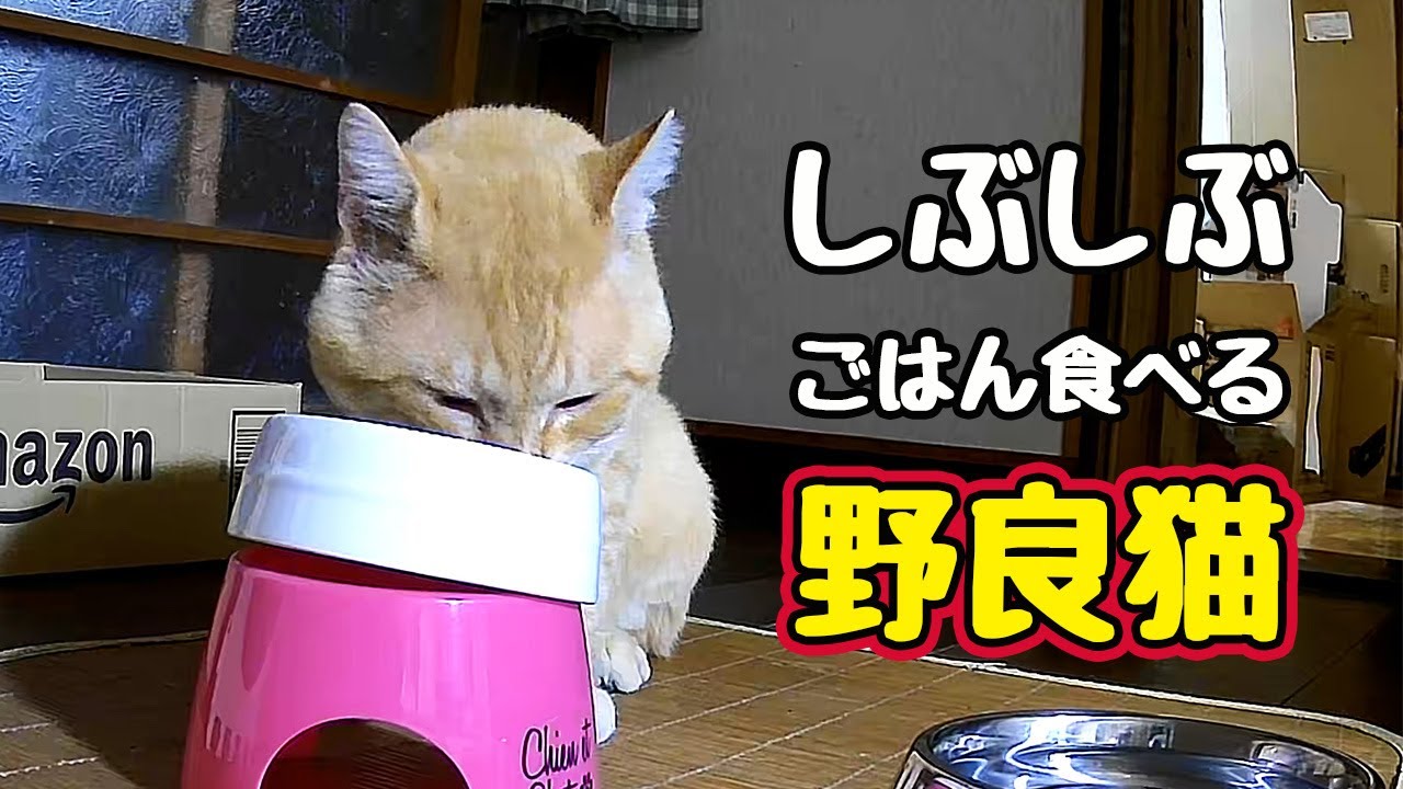 依頼者優先購入作品 title「よりそい猫」 I knew he wanted to eat some Chu-ru, but [Stray Cat