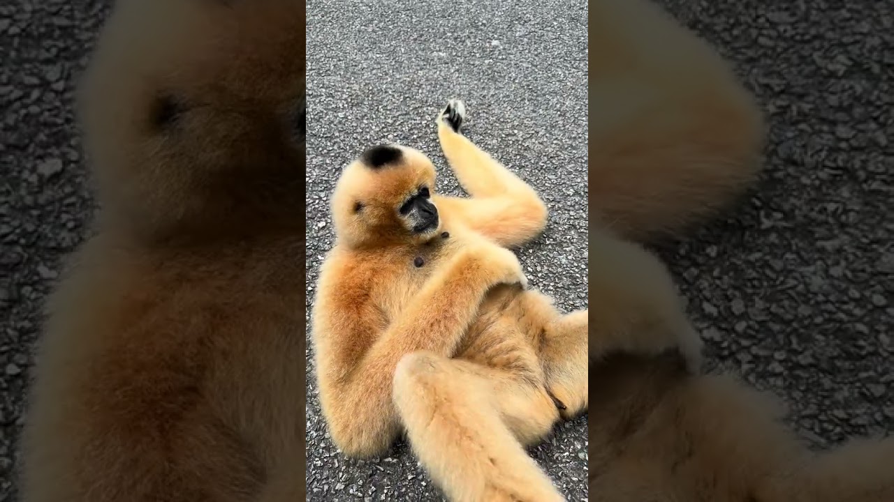 The coquettish gibbon with a round cheek, the confusing behavior of animals