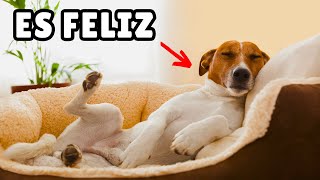 15 COSAS que hacen FELICES a los perros (según la ciencia) 🐶 by Zona Perros 8,006 views 3 months ago 10 minutes, 57 seconds