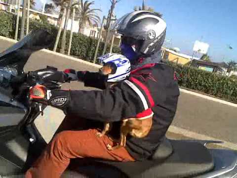Billy il cane motociclista.. partenza dall'hotel Cobalto e poi in giro per  Rimini parte 2 - YouTube