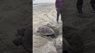 Arribada de tortugas en playa escobilla 🐢💚 #oaxaca #escobilla #tortugas