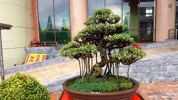 Tuyệt Phẩm Bonsai Nhỏ - Trung Tâm Triển Lãm Cây Cảnh Bắc Ninh 2017