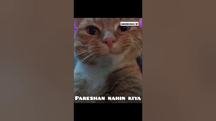 Video 8516241: cat meowing compilation funny, compilation cat funny sound