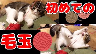 毛玉と出会って狂喜乱舞した子猫【スコティッシュフォールド】【Scottish Fold】