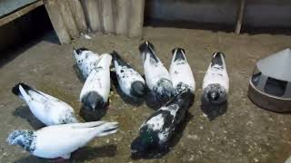 Пакистанские  голуби  и  не  много о  болезнях птицы.