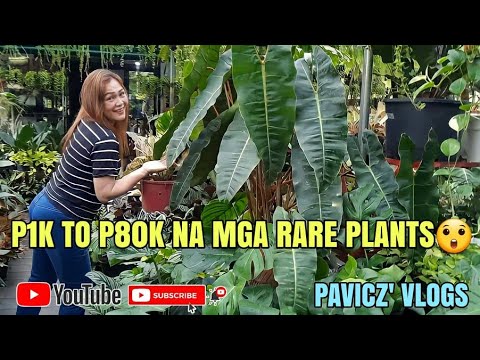 Video: Mga Magagandang Ornamental Shrubs