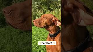 Got wind? Ear Flop Vizsla  #VizslaVids #shorts #dog #VizslaVids