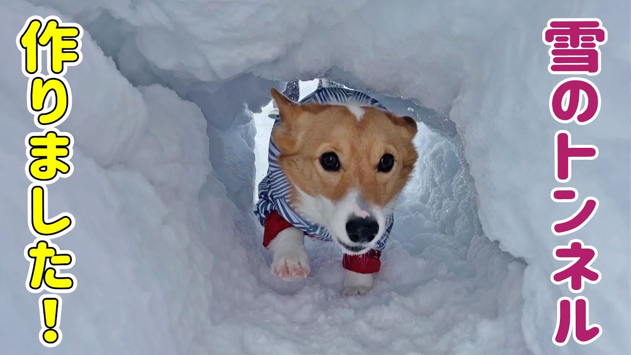 雪のトンネルを駆け抜けるコーギー - YouTube