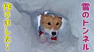 木彫りのコーギー 雪上のコーギーと狐 雪のトンネルを駆け抜けるコーギー - YouTube