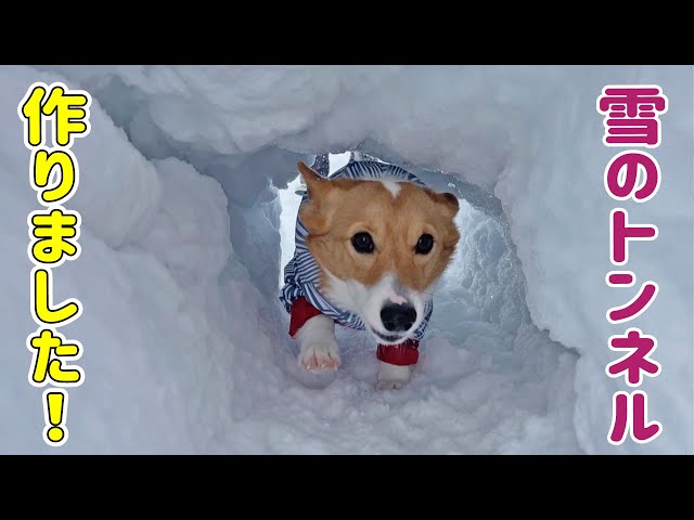雪のトンネルを駆け抜けるコーギー - YouTube