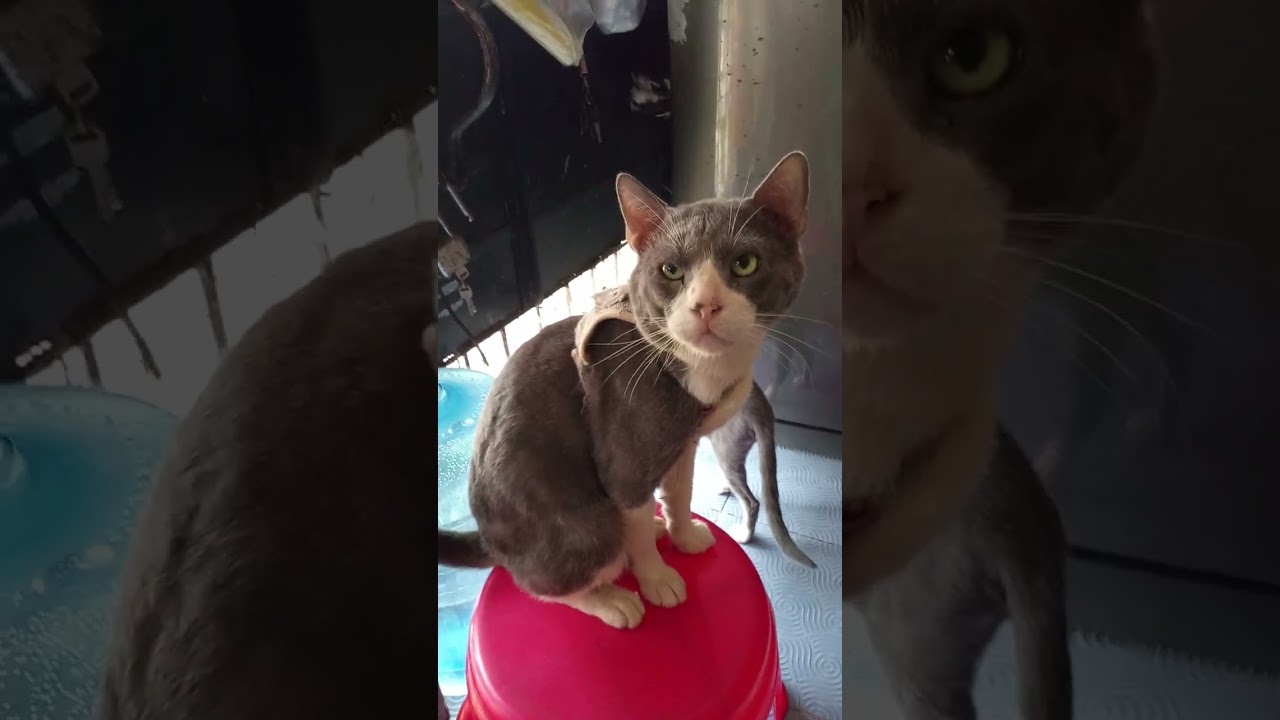 Kinakausap ako ng Pusa ko Gusto Daw Nyang Lumabas Nagmamakaawa hahaha