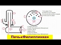 Чертеж печи буржуйки из газового баллона Филиппинка