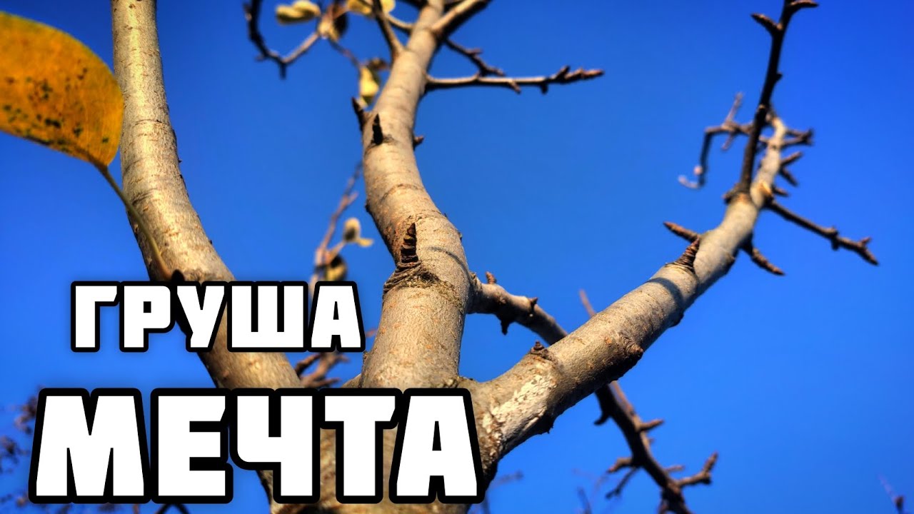 Идеальная форма груши. Осенняя обрезка