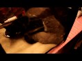 Выставка кошек в Харькове 28.11.2009 ХАТОБ ч.7