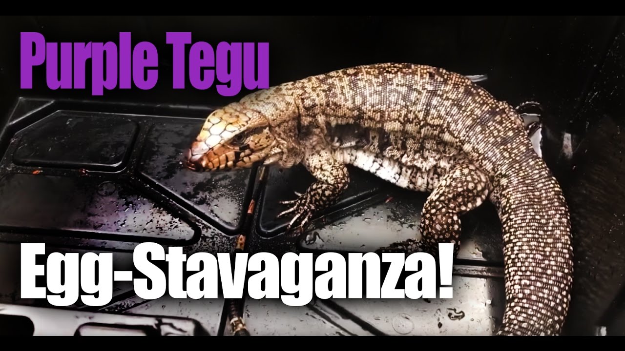 tarantula spider Purple Tegu egg-stravaganza!