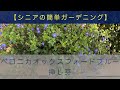 【簡単ガーデニング】ベロニカオックスフォードブルー/ 挿し芽・育て方