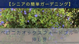 【簡単ガーデニング】ベロニカオックスフォードブルー/ 挿し芽・育て方