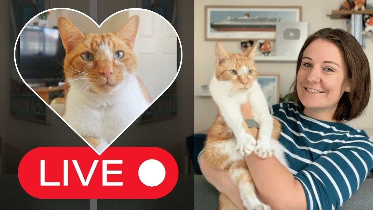 In Memory of Hudson & Cruise Chat LIVE