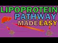 Introduction To The Lipoprotein Pathway Chylomicrons LDL VLDL HDL PART 1 3 