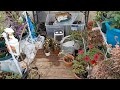 Saving my cold loving annuals, reusing last year's chicken waste. 🐤🐔🙂🌾🌱🧚♂️cleaning up my compost