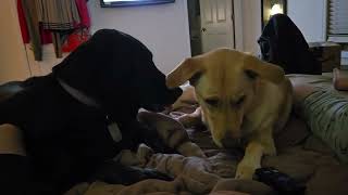 Twins Isabelle And Luci Lovin On Each Other.