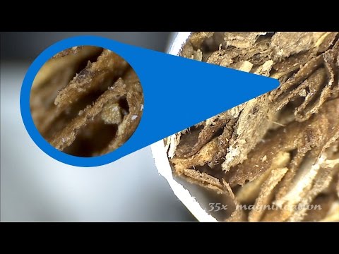 Guess what it is! | Under the Microscope Episode 4
