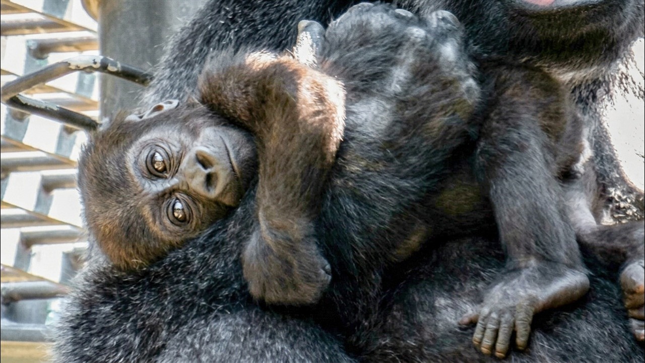Baby Gorilla Santaro and His Big Brother Hold Hands to Play 🥰 But