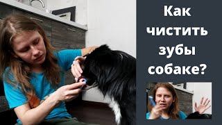 видео: Чистка зубов собаке, 2 шаг. Дрессировка собаки картинка: Чистка зубов собаке, 2 шаг. Дрессировка собаки