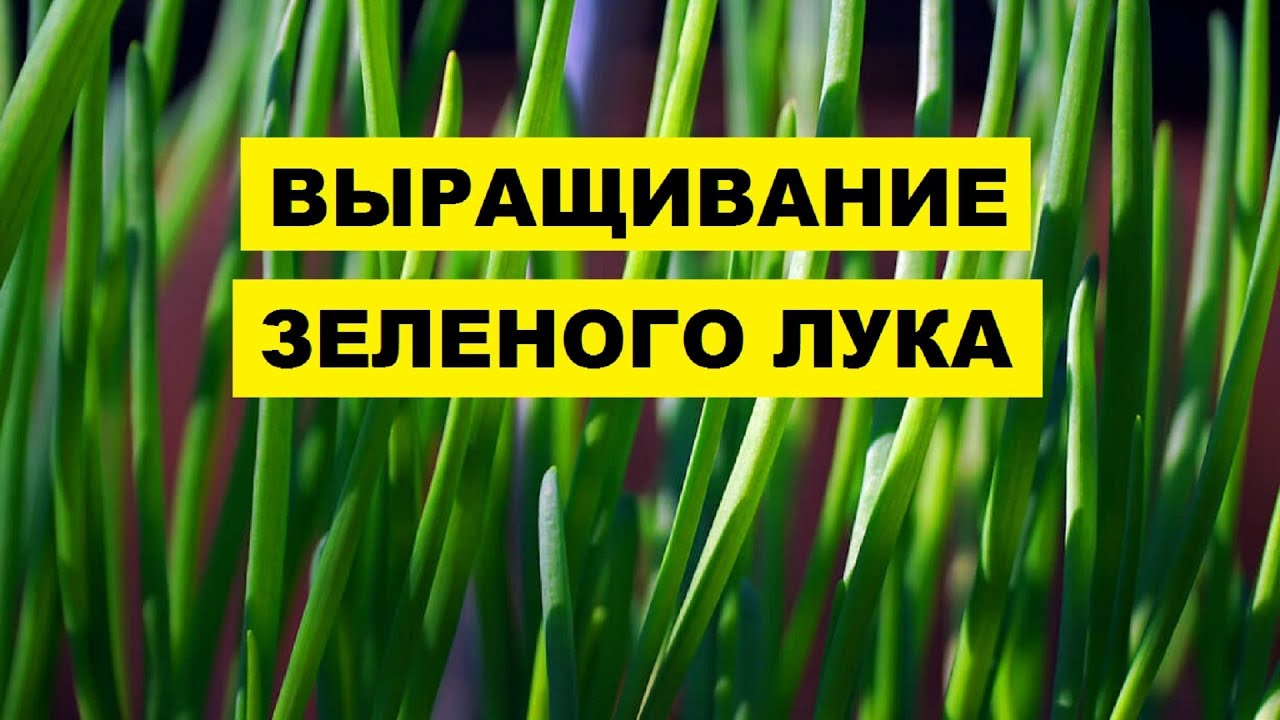 Выращивание зеленого лука как бизнес идея