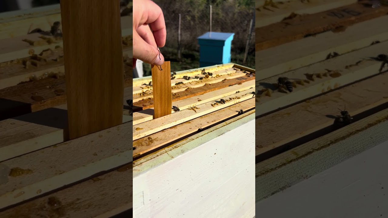 Varroa mite treatment 