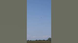 Bangau tongtong were dancing in the sky #baluran #tamannasionalbaluran #banyuwangi #situbondo