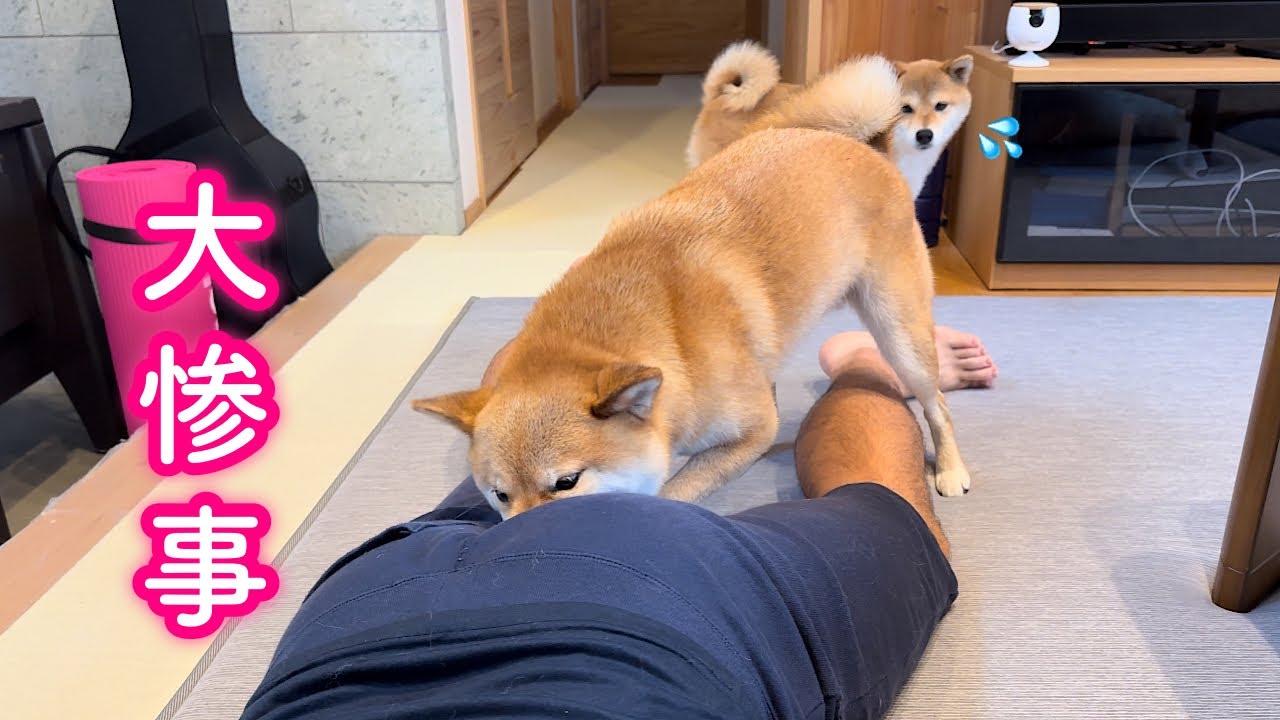 Shiba Inu tries to imitate mom's massage but ends up sticking his