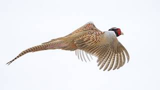 Pheasant Hunting Preview 2026 - NDGF - 09-17-2026 screenshot 2
