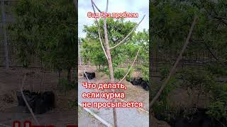 Как разбудить хурму после зимы?