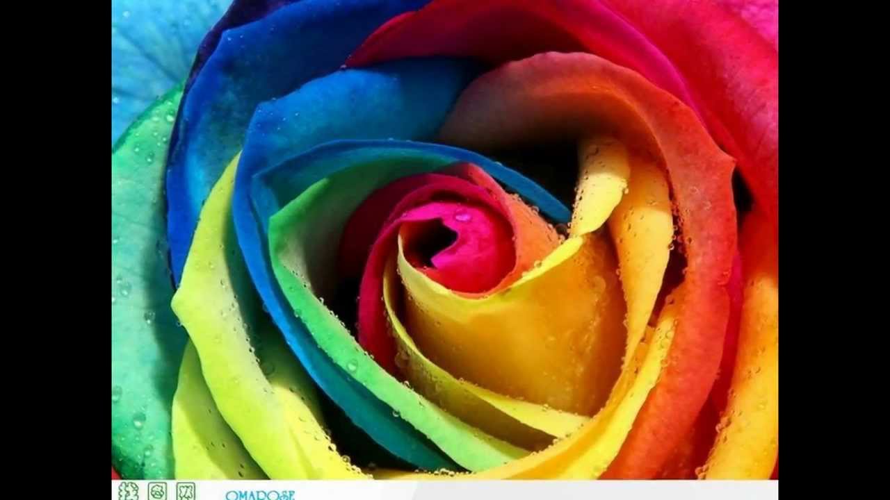 te regalo una rosa (Juan Luis Guerra) - YouTube