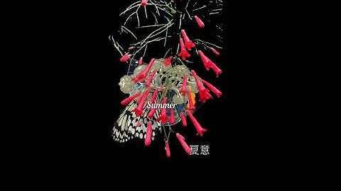 My Youtube Summer [MIXTAPE] (full)