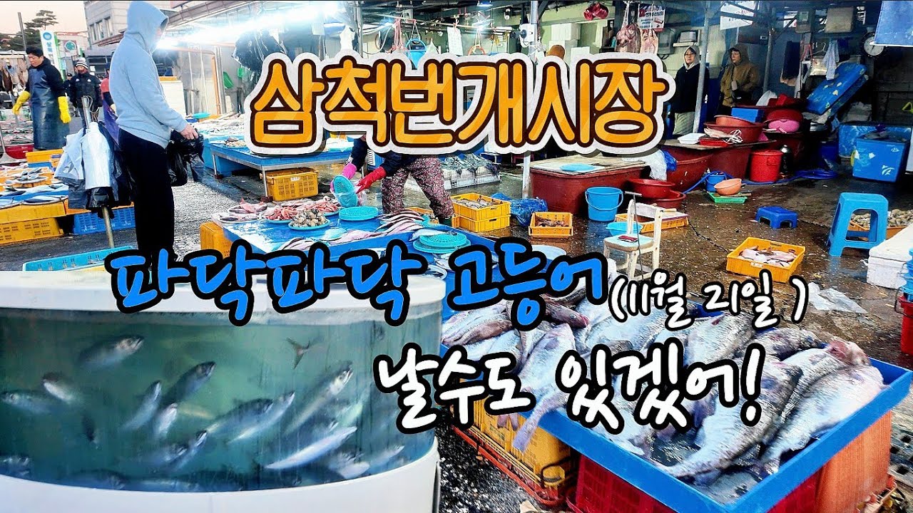 [삼척번개시장] 파닥파닥 고등어 5마리 만원, 오징어볶음 먹방까지 #삼척번개시장 #고등어 #삼척맛집