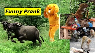 Teddy Prank on Animals | Latest Funny Prank | Telugu Pranks 2022 | Fun Boost