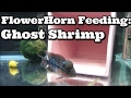 Flowerhorn live feeding ghost shrimp