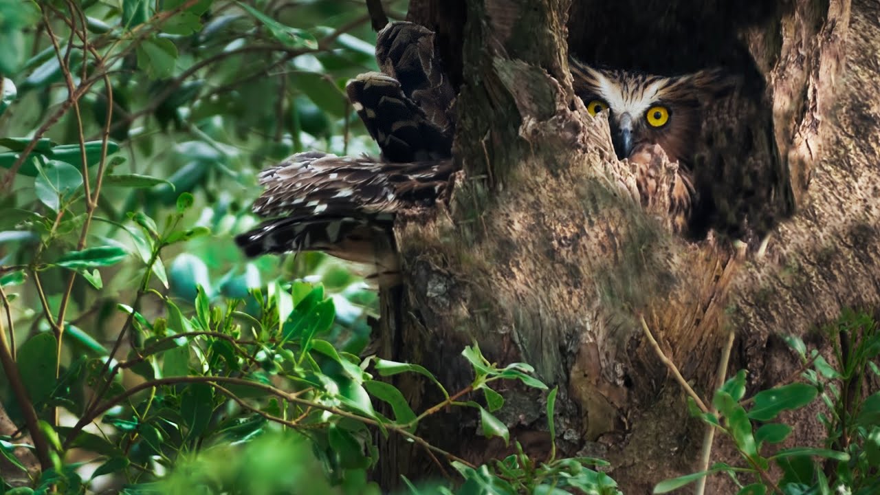 BUFFY FISH OWL IN TORRENTIAL RAIN || SUNDARBAN TIGER RESERVE 