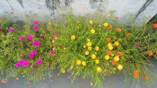 how to grow and care parsulen and Portulaca plant / moss roj me jyada flowers Lene k liye kya kare