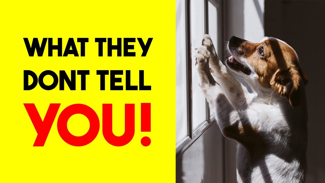 7 Dog Behaviors Explained The Secret Lives of Dogs YouTube