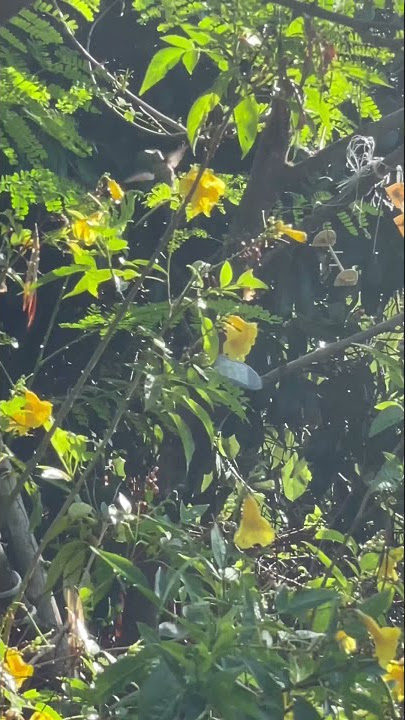 Colibrí bebiendo néctar de la flor.                #short#short#colibri