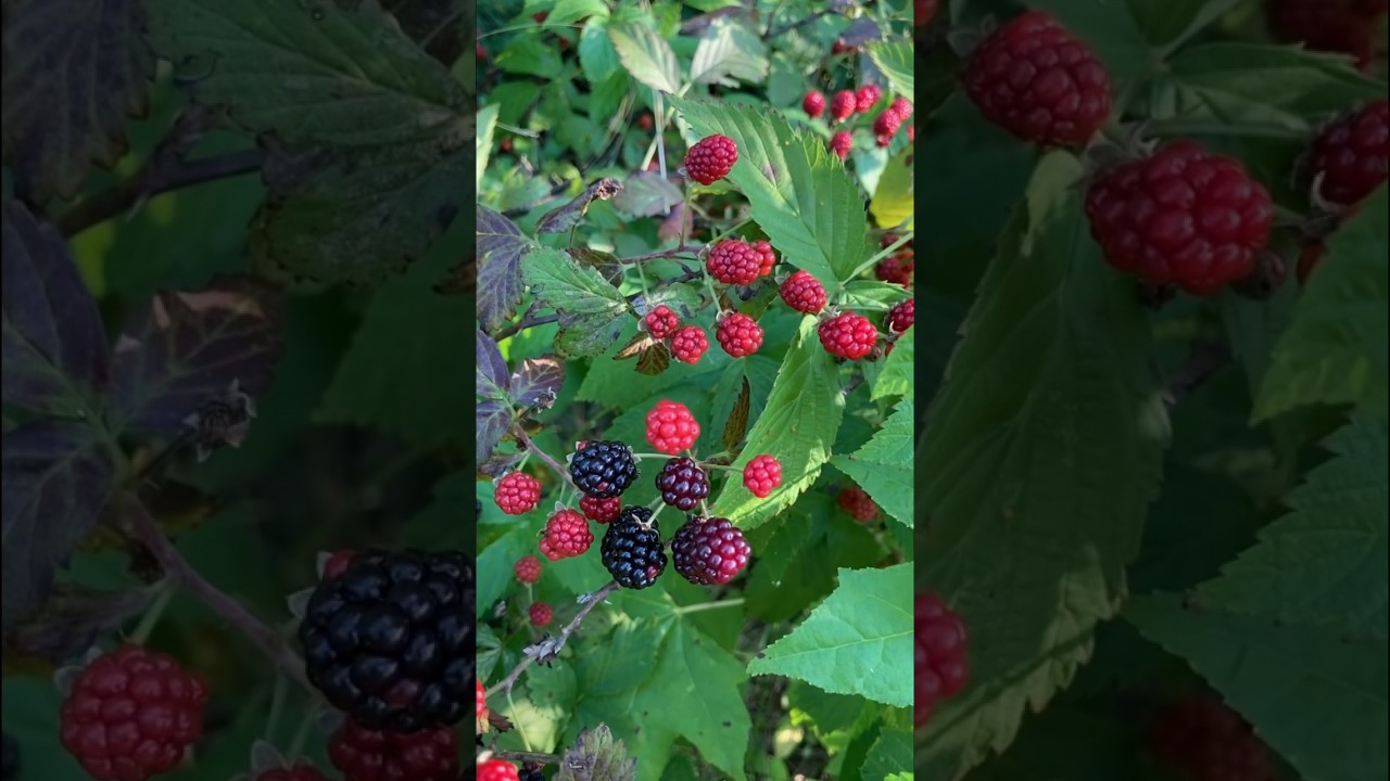 Easy Identification for Wild Blackberry Foraging 
